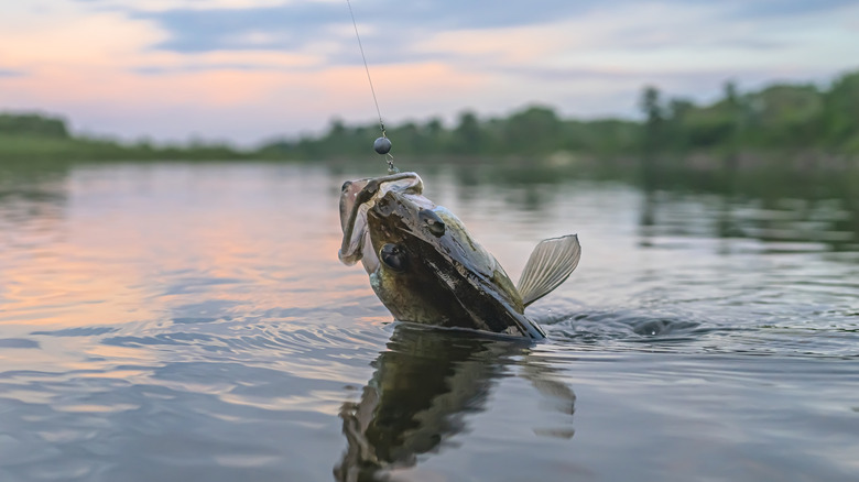 A fisher hauls a walleye out of the water