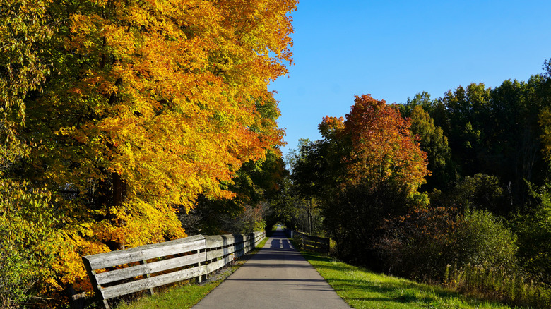 A long country road through fall foliage near Canfield, Ohio