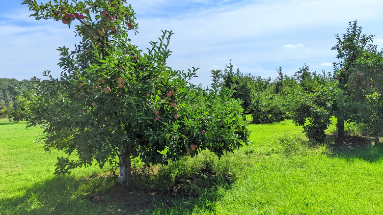Apple orchard at Uncle John's Cider Mill in Saint Johns, Michigan