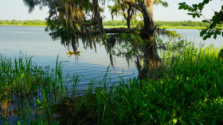 green grass by water and mossy tree