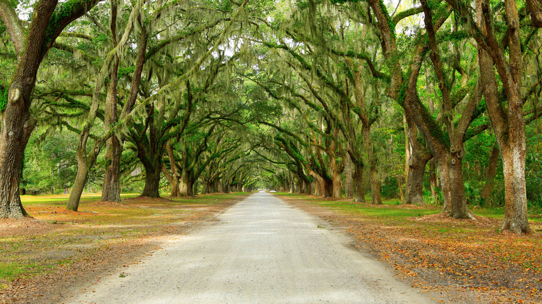 Live oak trees in Isle of Hope, Georgia