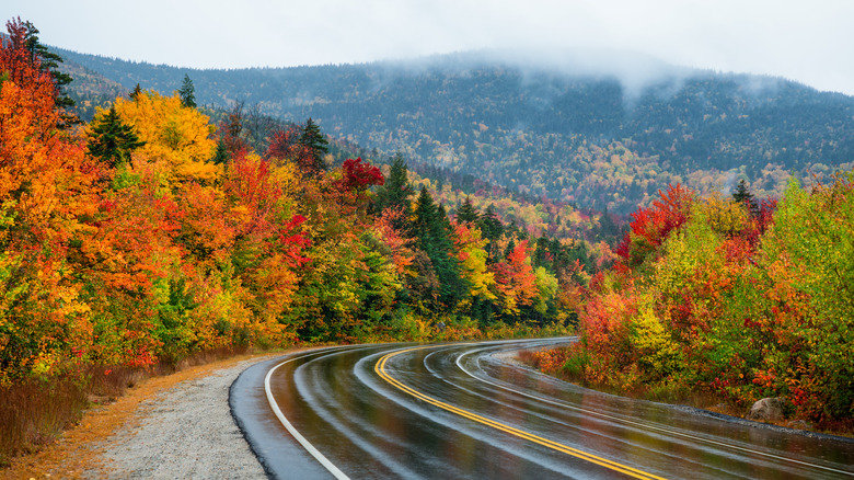 Wet highway curving into colorful autumnal forest
