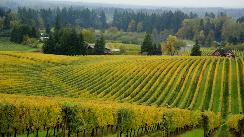 Yellowing vineyards stretching into green forests with red farmhouses
