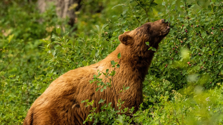 Brown colored black bear eating huckleberries in Glacier National Park