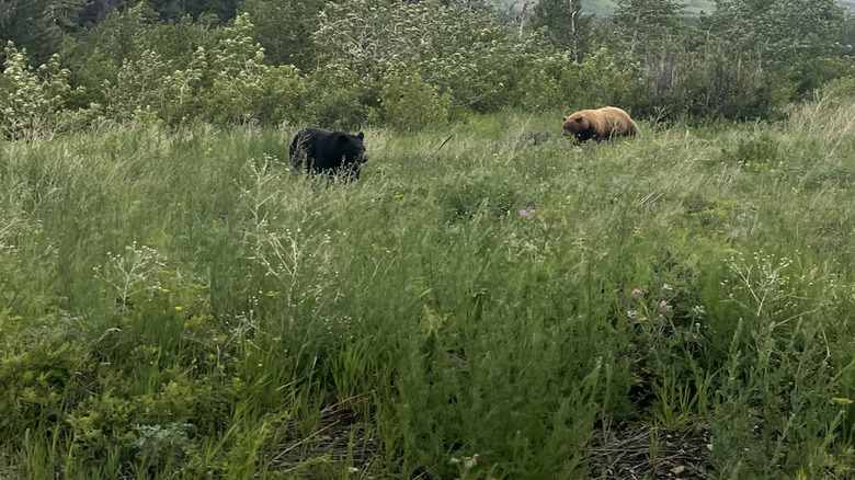 Bears in Glacier National Park