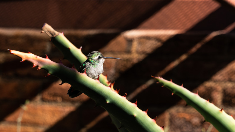 Hummingbird at Arizona-Sonora Desert Museum