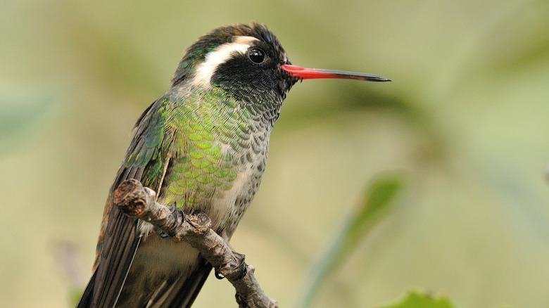 Hummingbird at Beatty's Guest Ranch