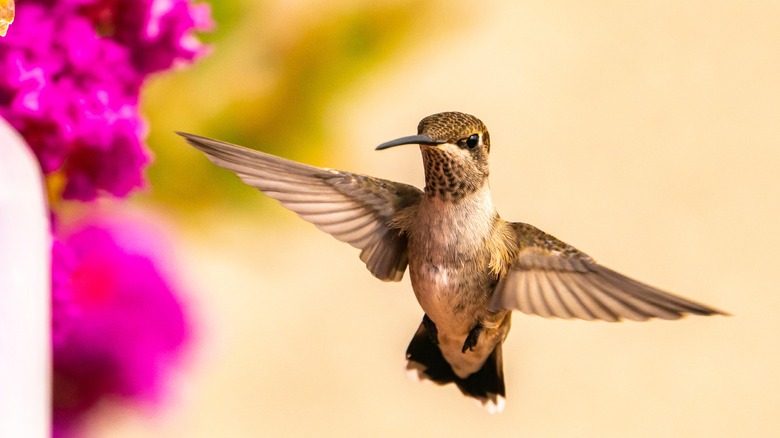 Hummingbird in flight