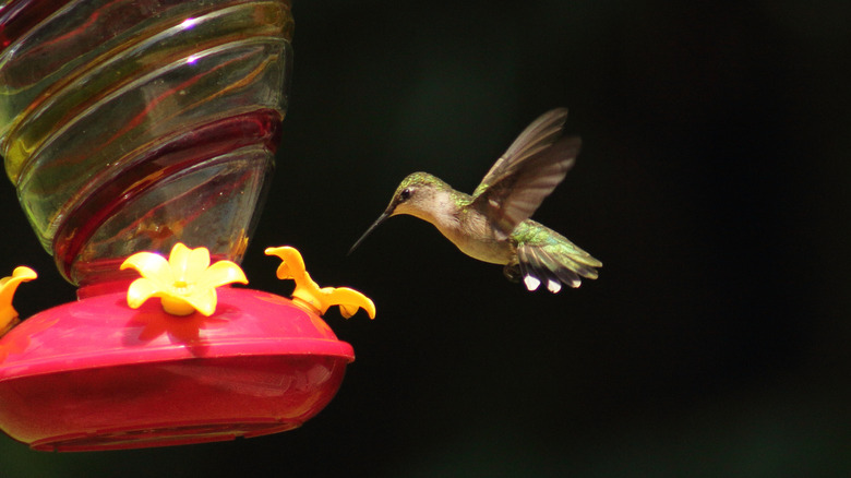 Hummingbird at Lake Hope State Park in Ohio