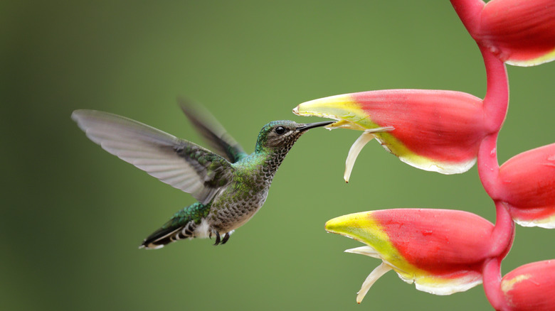 White-necked hummingbird feeding