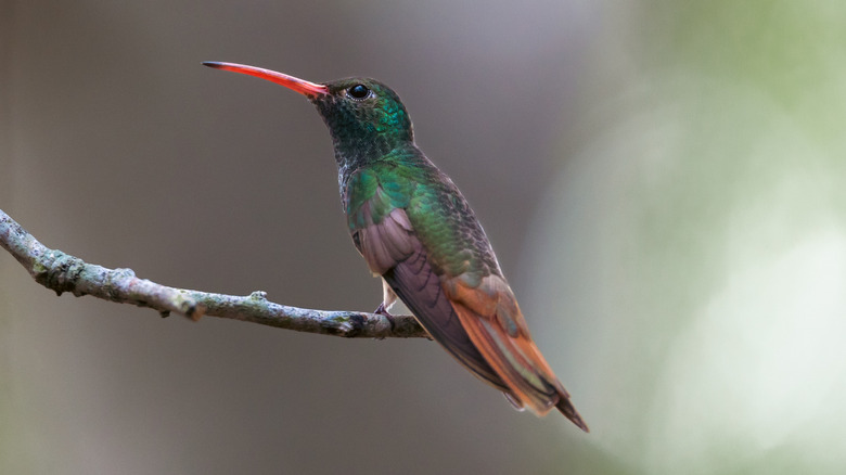 A buff-bellied hummingbird