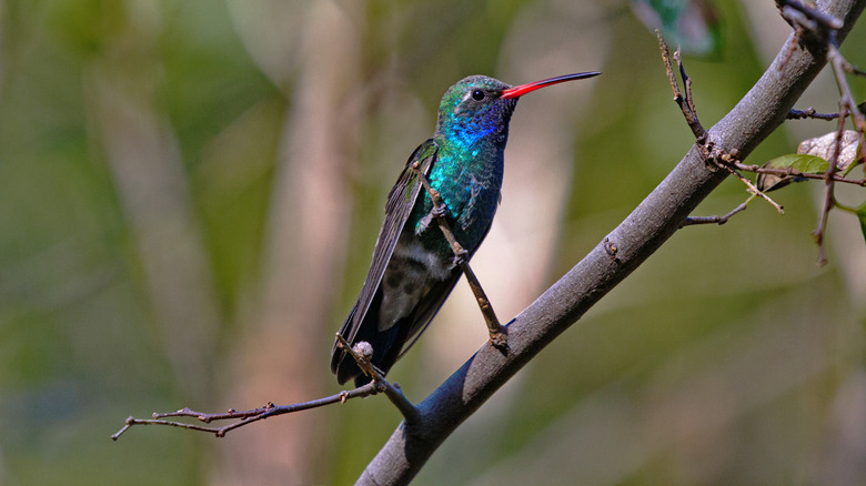 Paton Center for Hummingbirds hummingbird