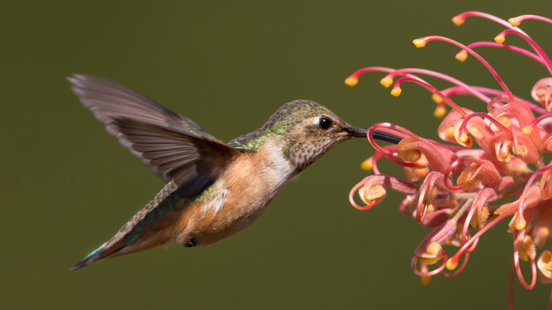 Allen's hummingbird feeding on nectar