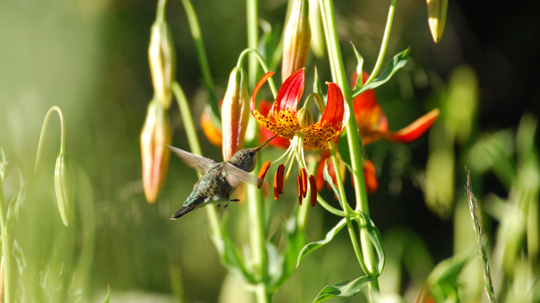 Hummingbird at Yosemite National Park