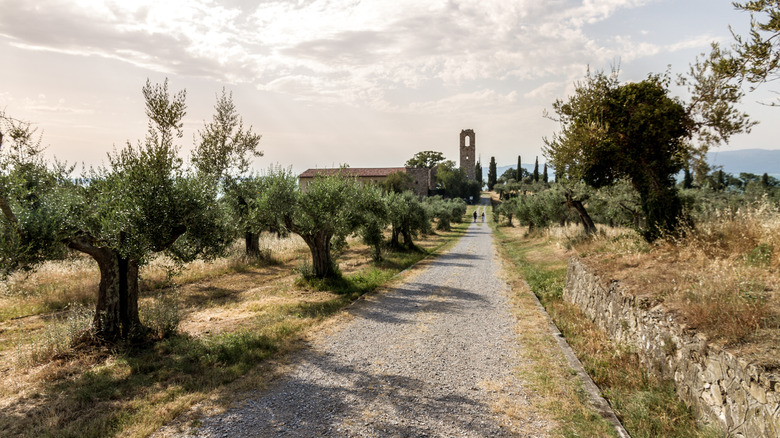 Walking path on Isola Polvese