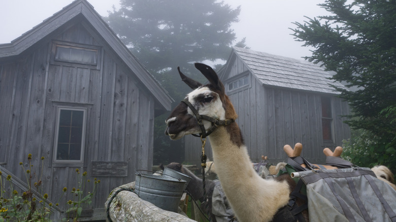 Llamas resting and eating after carrying supplies to the top of Mt. LeConte in Great Smoky Mountains National Park