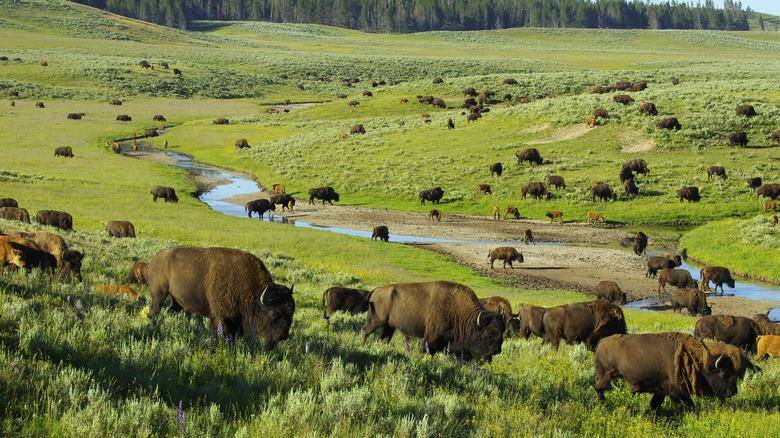 Herd of Bison in the Hayden Valley