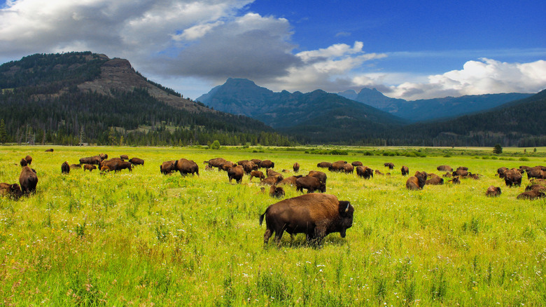 Wild bison in Yellowstone National Park's Lamar Valley on a sunny day with mountains in the distance