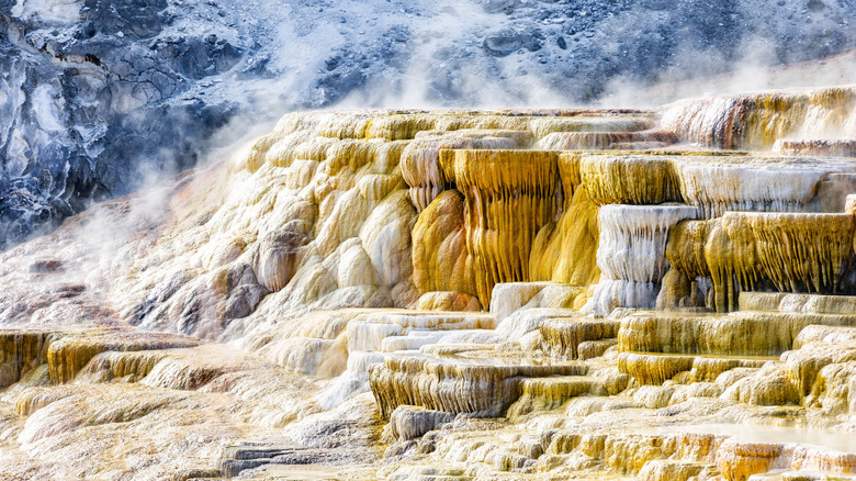Steam rises above the colorful travertine terraces of Mammoth Hot Springs