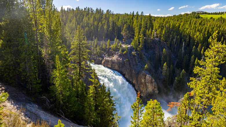Upper Falls plunges into the Grand Canyon of the Yellowstone, surrounded by lodgepole pines