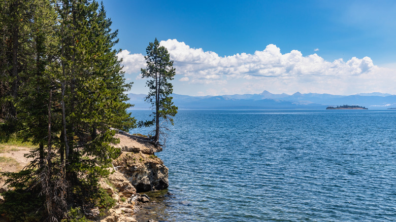 Trees along the edge of Yellowstone Lake with mountains in the distance on a sunny day
