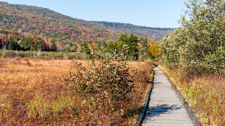 A boardwalk in Cranberry Glades Wilderness, Monongahela National Forest, West Virginia