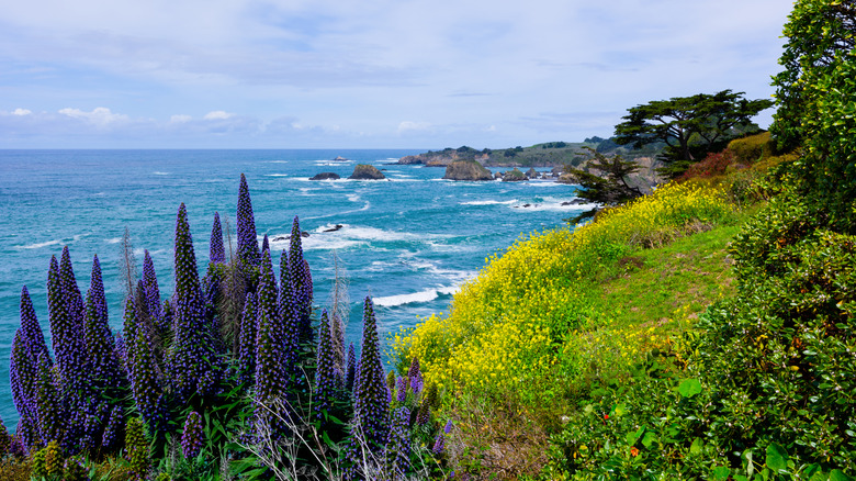 Mendocino coast in the spring