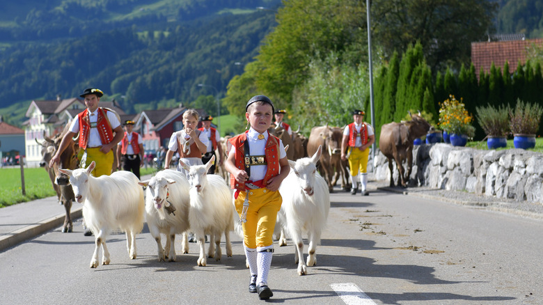 A little boy in traditional Swiss folk attire leads a cattle procession