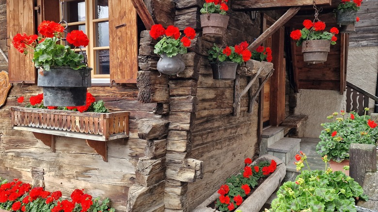 Geraniums on sunburnt wooden windows and balconies