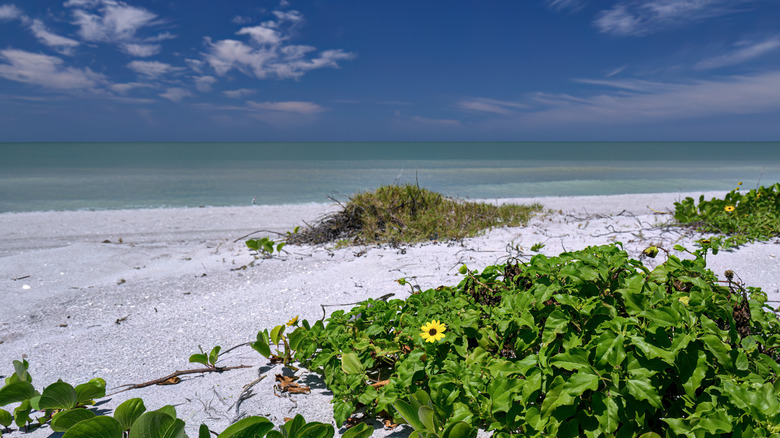 Rocks and grasses on a sandy beach on Captiva Island, Florida