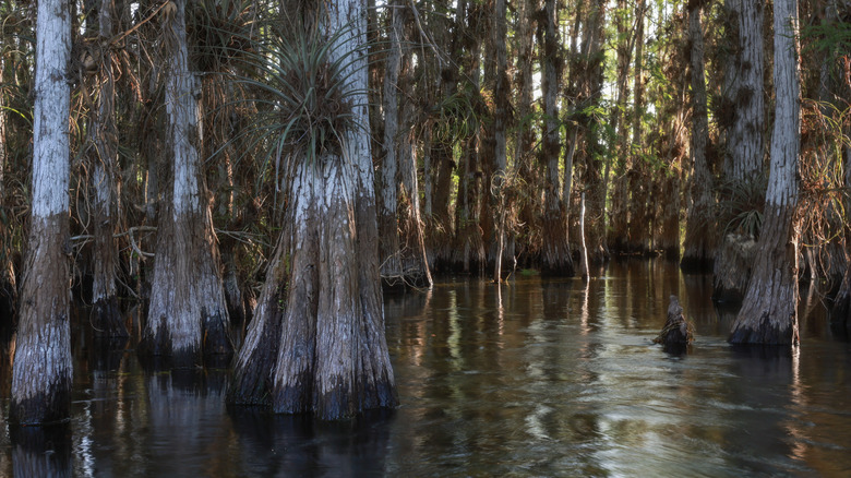 Cypress trees in the Everglades National Park, Florida