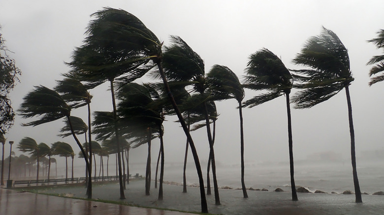 Trees blowing during Hurricane Irma in Miami, Florida