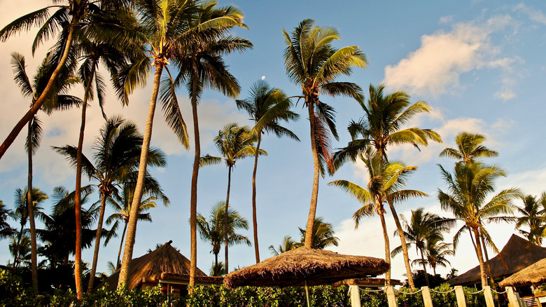 Palm trees Fiji Viti Levu