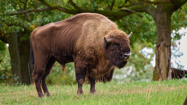 European bison grazing in grass in Slovakia