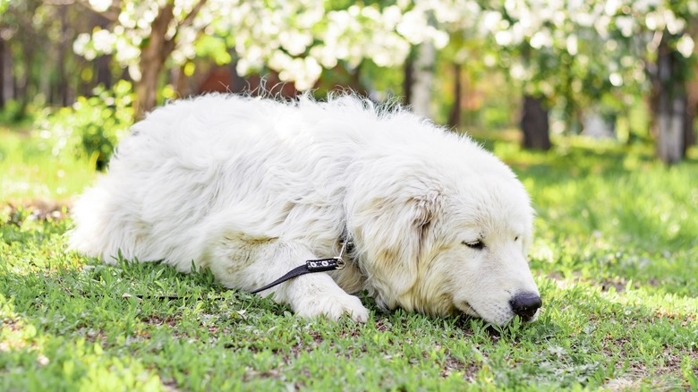 Maremma sheepdog laying in grass