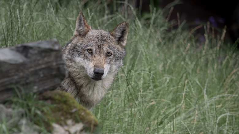Gray wolf peering out from behind a log in the Apennines