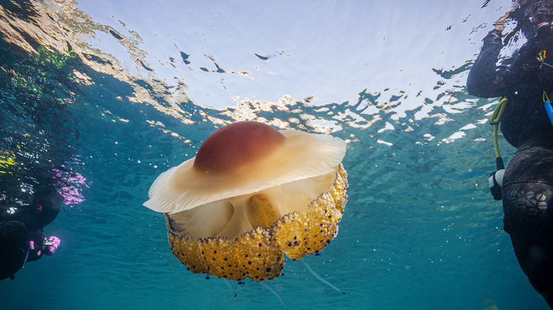 Cassiopeia Jellyfish swimming in medierranean