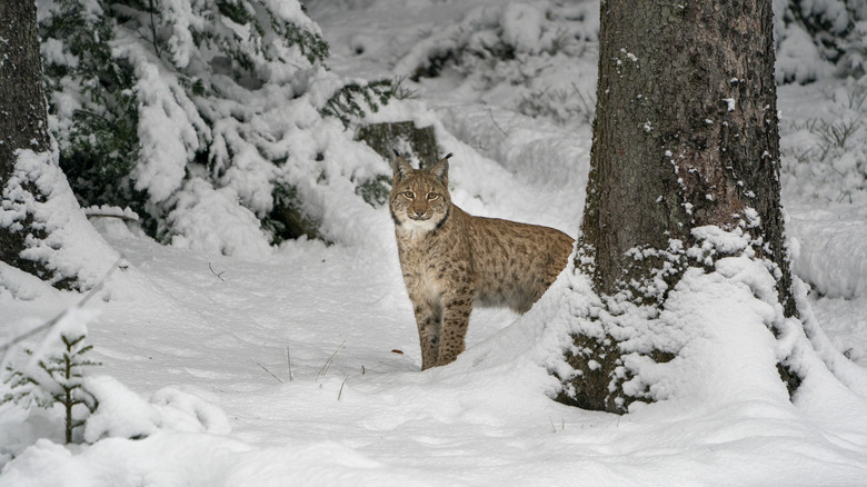 Lynx in snow