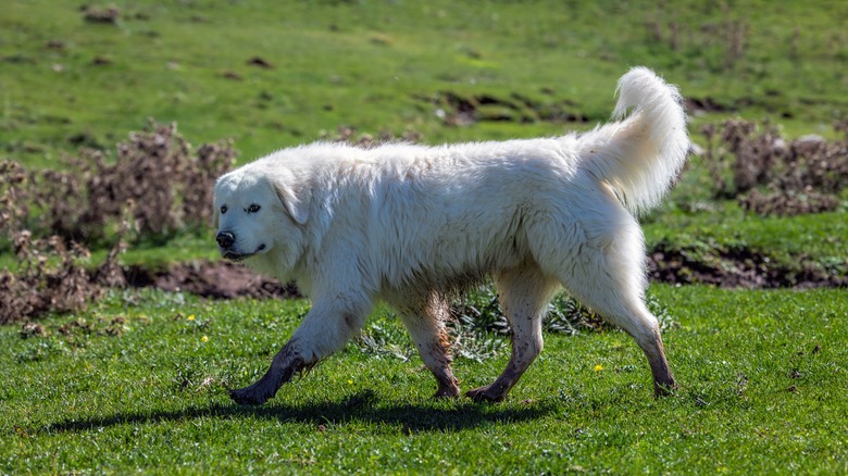 Maremma sheepdog on patrol