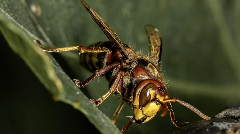 Hornet on a leaf up close