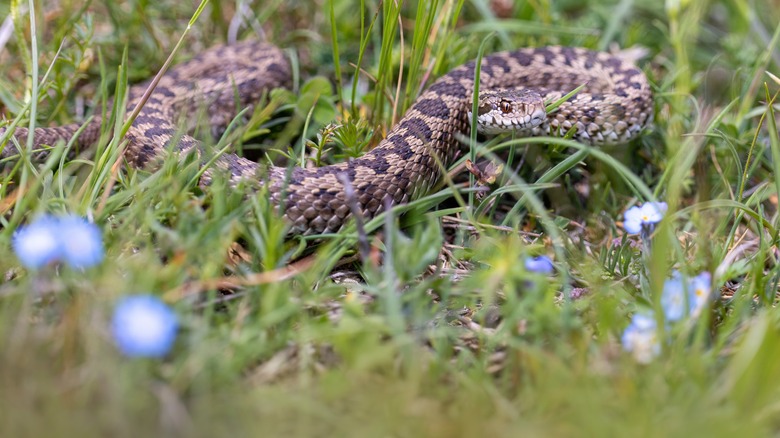 Viper slithering in a meadow