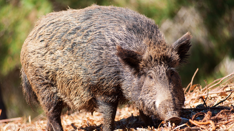 Wild boar grazing in Sardinia