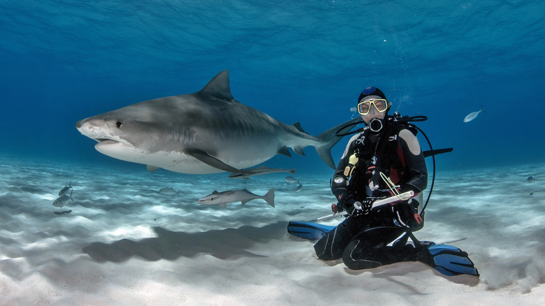 A diver at Tiger Beach