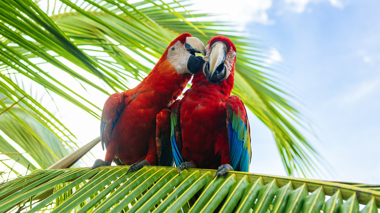 A couple of macaws on a palm tree in Costa Rica