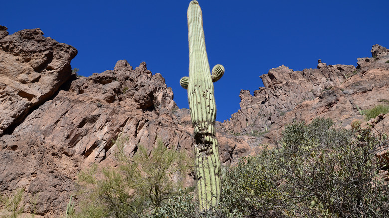 Cactus on the Flatiron Hike