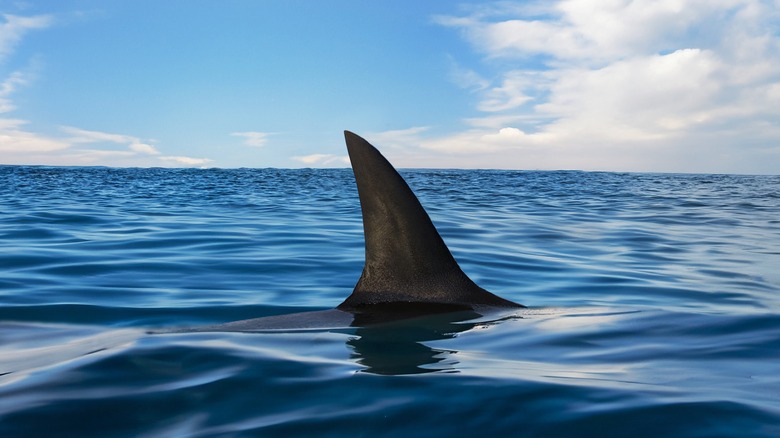 Shark fin in water