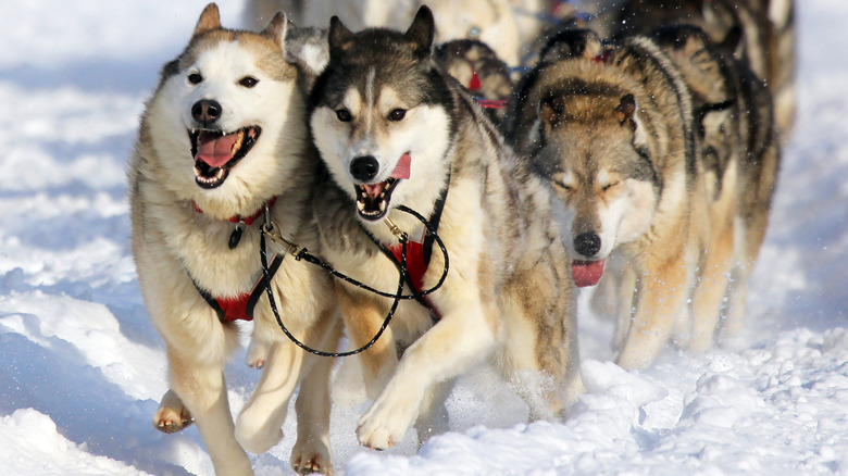 Huskies competing in Iditarod Race