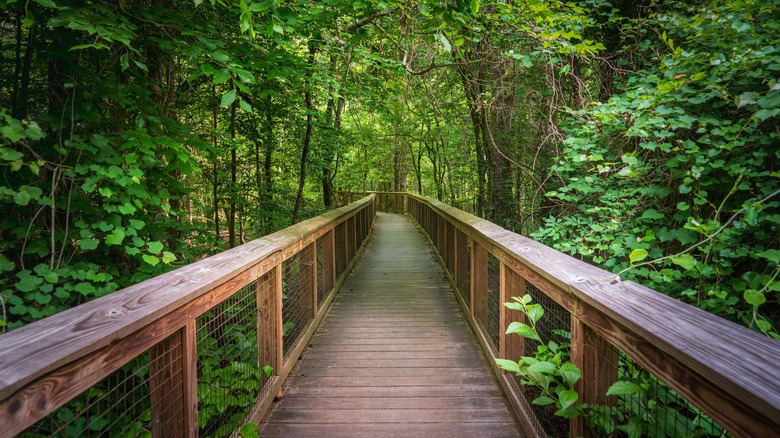 Boardwalk through the woods at Congaree National Park