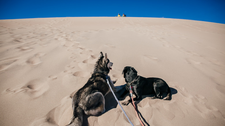 Two dogs sit on a huge sand dune, with people in the distance