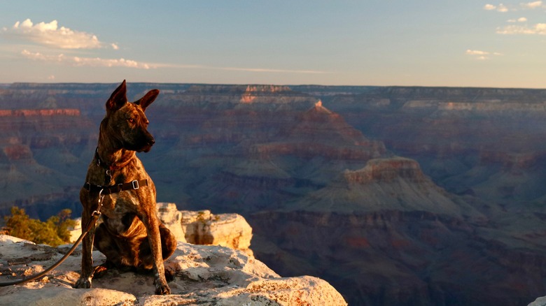 A dog seated on the rim of the Grand Canyon